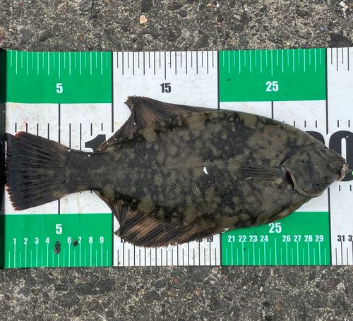 クロガシラガレイの釣果