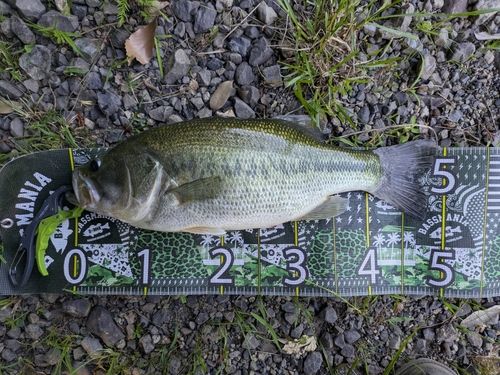 ブラックバスの釣果