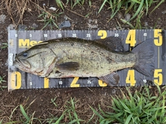 ラージマウスバスの釣果