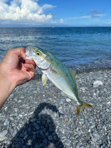 ワカシの釣果