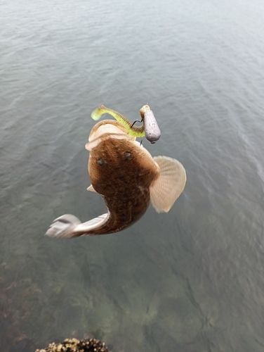マゴチの釣果