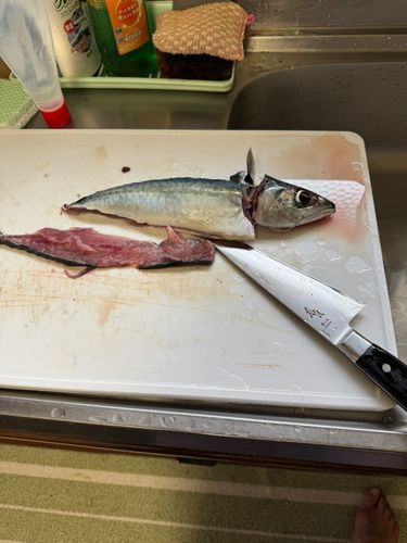 サバの釣果