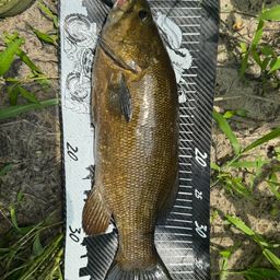 スモールマウスバス