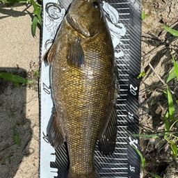 スモールマウスバス