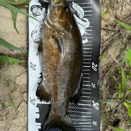 スモールマウスバス