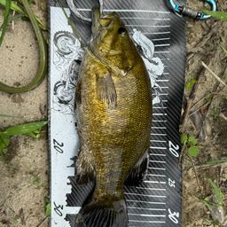 スモールマウスバス