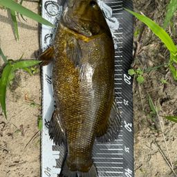 スモールマウスバス