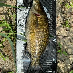 スモールマウスバス