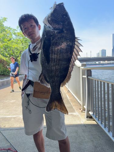 クロダイの釣果