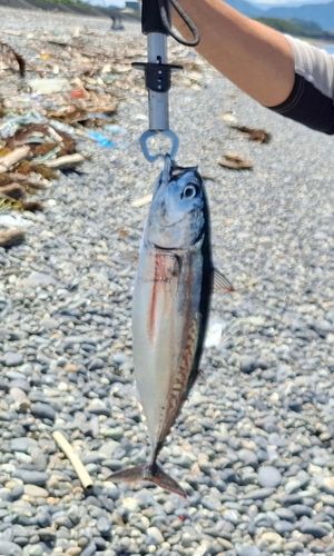 ソウダガツオの釣果