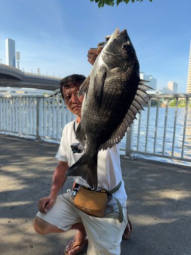 クロダイの釣果