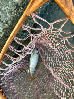 ヤマメの釣果