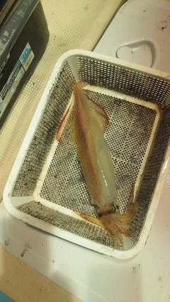ケンサキイカの釣果