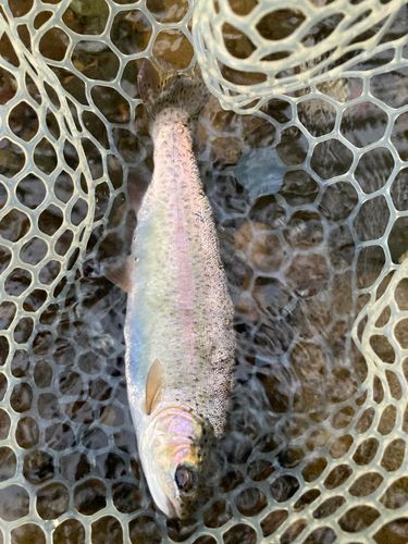 ニジマスの釣果