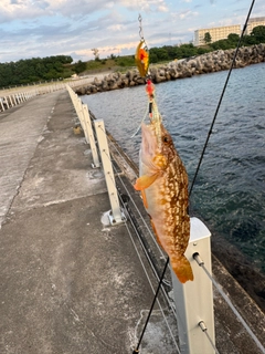 アイナメの釣果