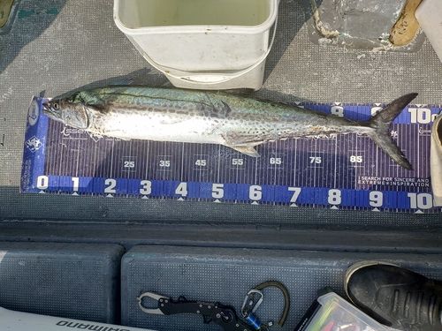 サワラの釣果