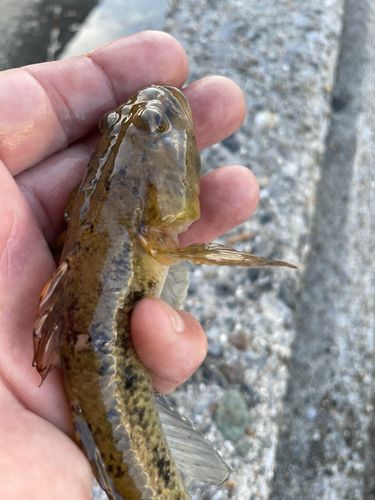 ハゼの釣果