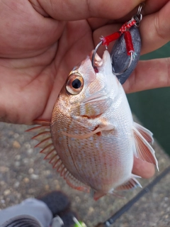 チャリコの釣果