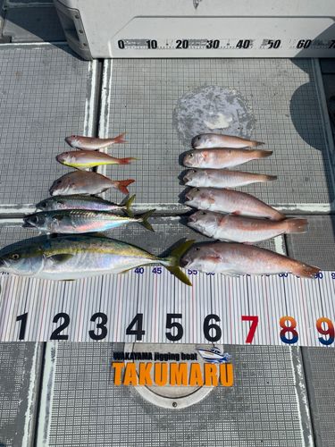 アマダイの釣果