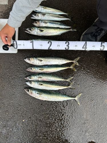 サバの釣果