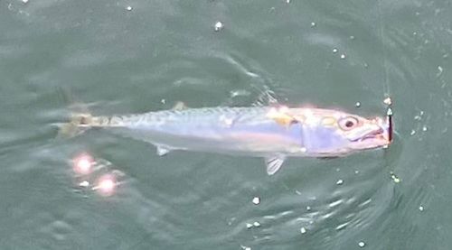サバの釣果