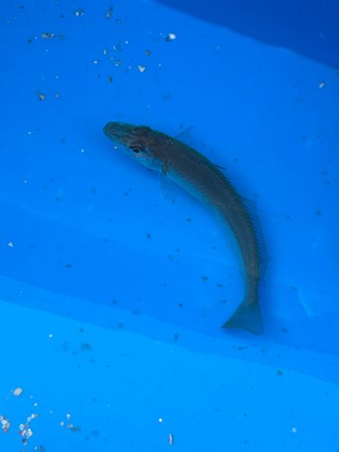 シロギスの釣果