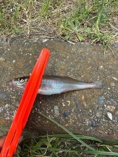 シロギスの釣果