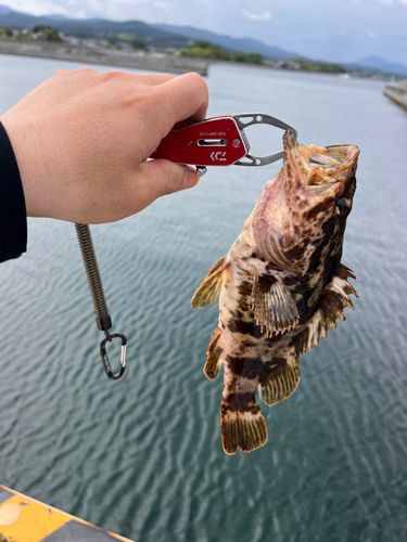 タケノコメバル