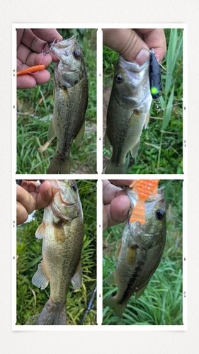 ブラックバスの釣果