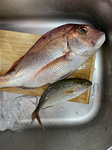 ネリゴの釣果