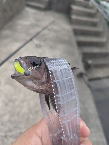 イシモチの釣果