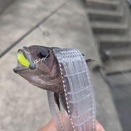 イシモチ
