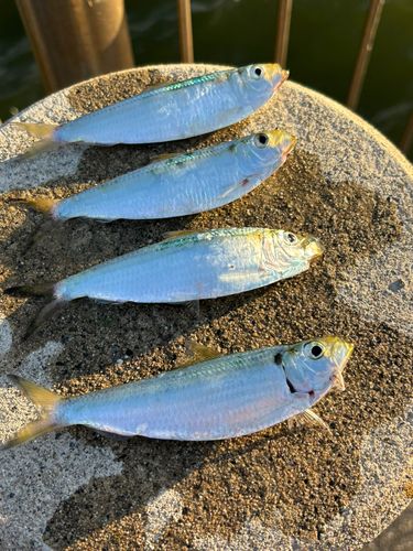 サッパの釣果