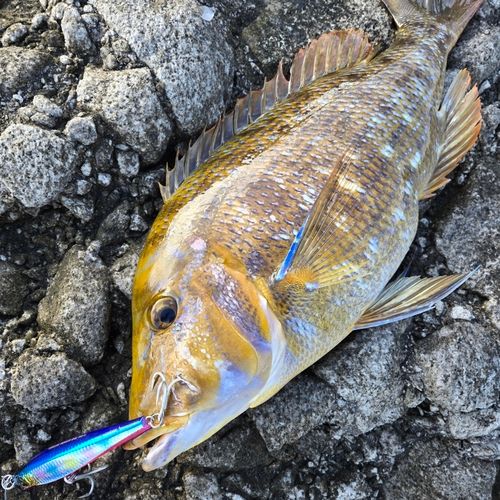 タマンの釣果