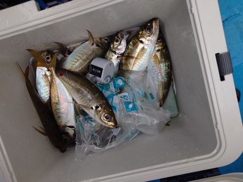 アジの釣果