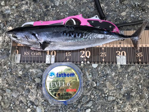 ソウダガツオの釣果