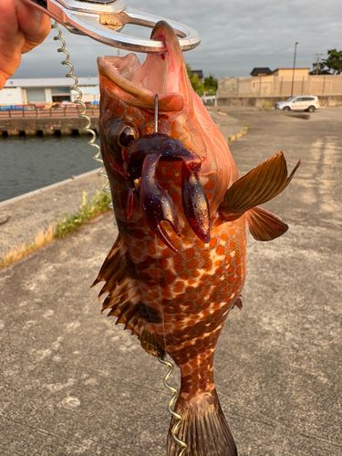 キジハタの釣果