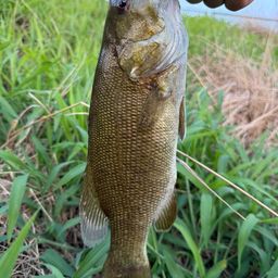 スモールマウスバス