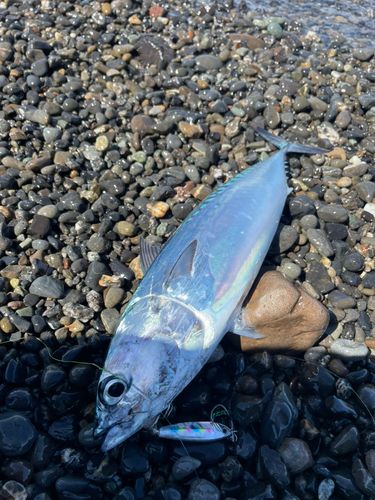 ソウダガツオの釣果