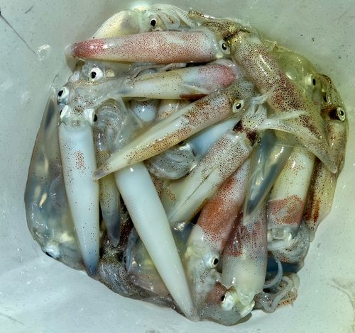ケンサキイカの釣果