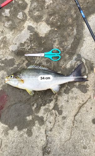 イサキの釣果