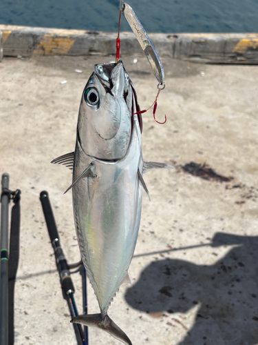 ソウダガツオの釣果