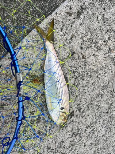 コノシロの釣果