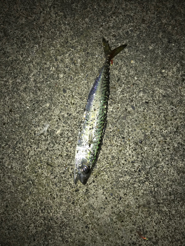 サバの釣果