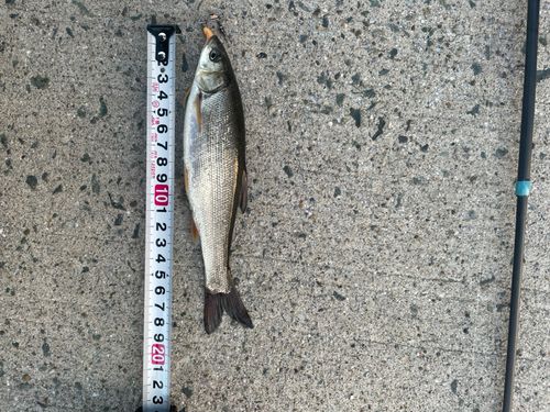 釣果