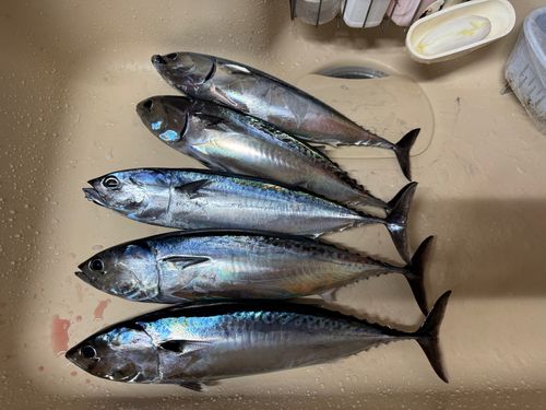 マルソウダの釣果