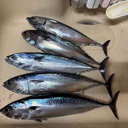 マルソウダ