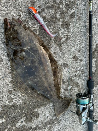 ヒラメの釣果
