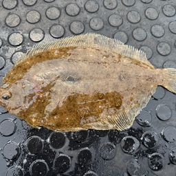 シタビラメ