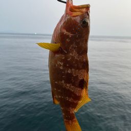 キジハタ